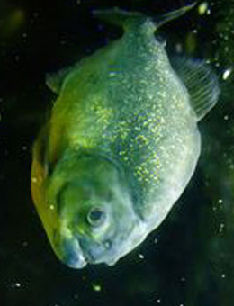 big