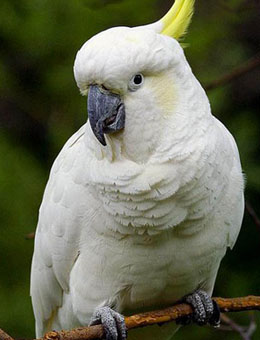 big