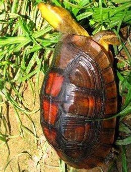 big