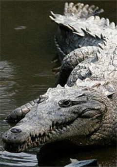 big