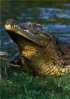 big