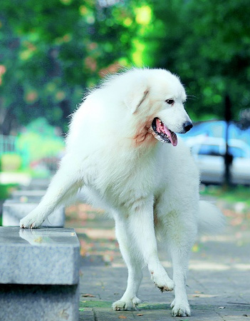 【大白熊犬多少钱一只|纯种大白熊犬|大白熊犬怎么养