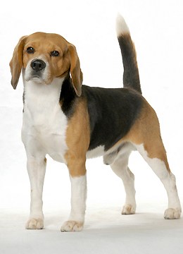 参考价格:元 体   重:  (公)7-12kg  (母)7-12kg  比格犬的品种介绍