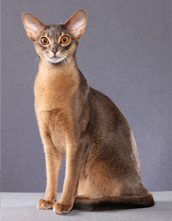 猪八戒花灯制作