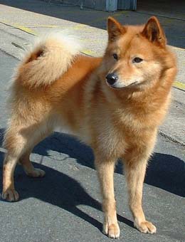 芬兰拉普猎犬的价格行情?芬兰拉普猎犬多少钱一只?