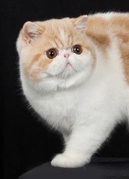 big