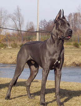 big