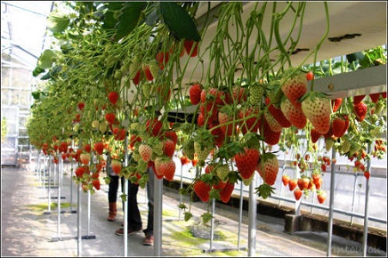 北京草莓采摘